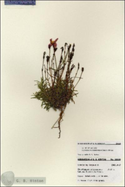 URN_catalog_HBHinton_herbarium_28020.jpg.jpg