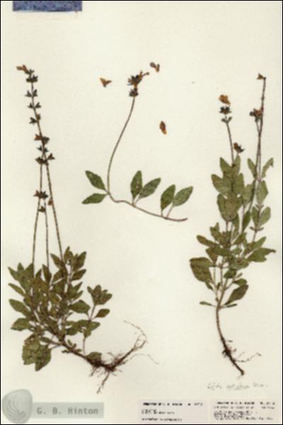 URN_catalog_HBHinton_herbarium_21712.jpg.jpg