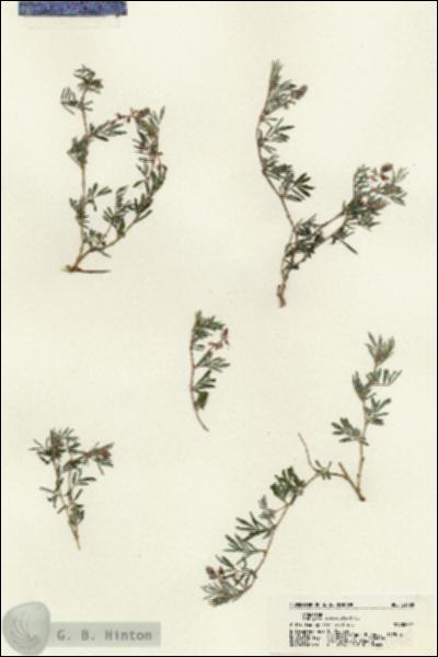URN_catalog_HBHinton_herbarium_21198.jpg.jpg