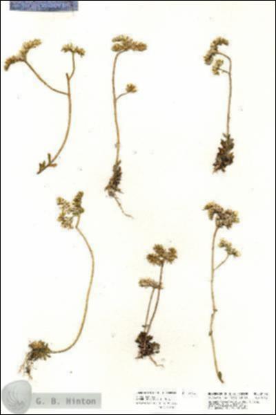 URN_catalog_HBHinton_herbarium_20792.jpg.jpg