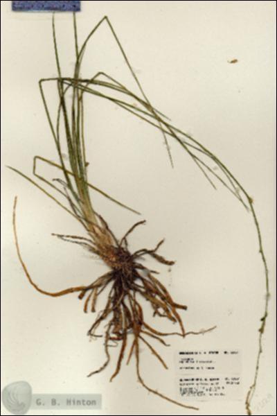 URN_catalog_HBHinton_herbarium_23129.jpg.jpg