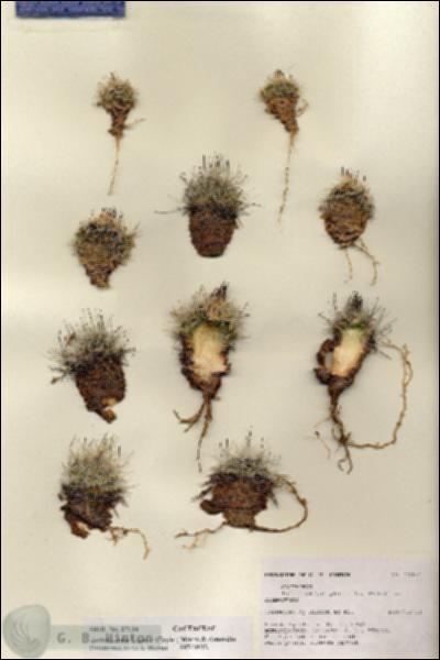 URN_catalog_HBHinton_herbarium_27134.jpg.jpg