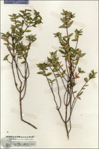 URN_catalog_HBHinton_herbarium_19452.jpg.jpg