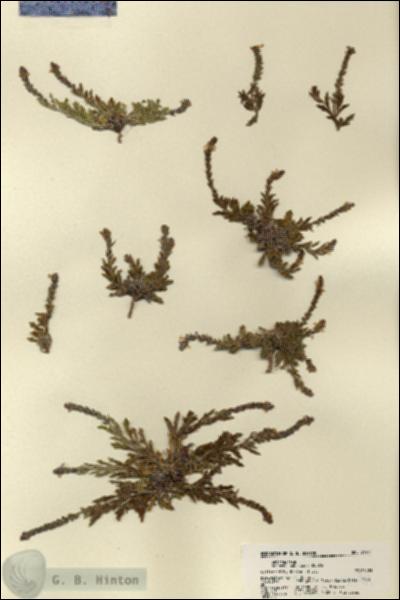 URN_catalog_HBHinton_herbarium_21911.jpg.jpg
