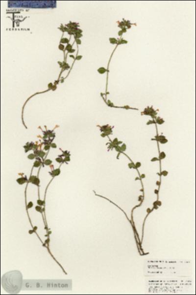 URN_catalog_HBHinton_herbarium_25414.jpg.jpg