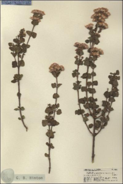 URN_catalog_HBHinton_herbarium_22364.jpg.jpg