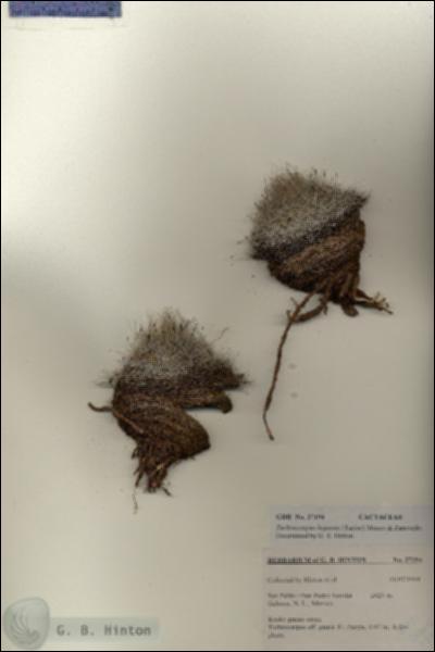 URN_catalog_HBHinton_herbarium_27194.jpg.jpg