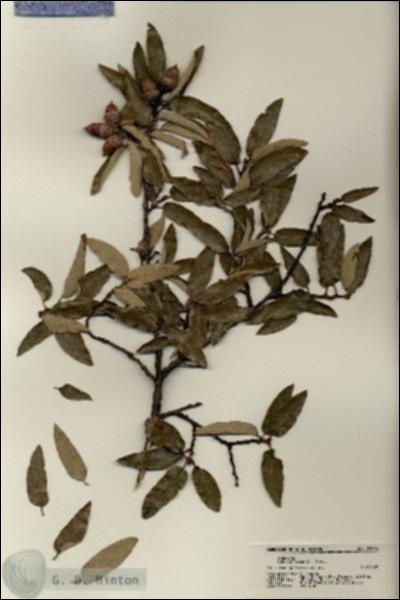 URN_catalog_HBHinton_herbarium_21356.jpg.jpg