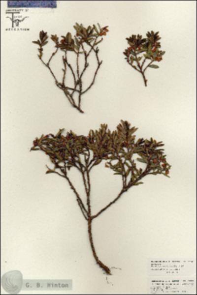 URN_catalog_HBHinton_herbarium_26580.jpg.jpg