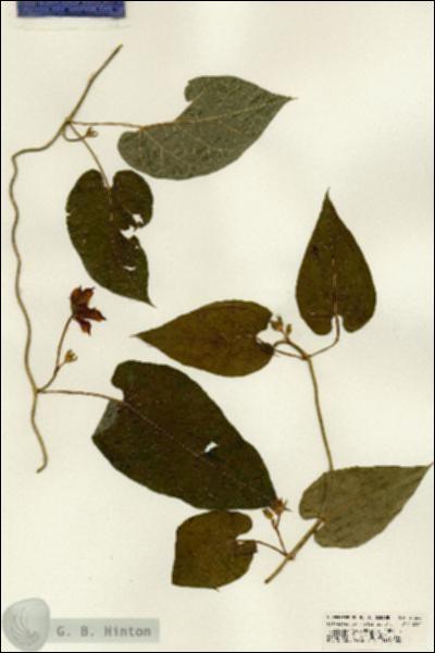 URN_catalog_HBHinton_herbarium_21220.jpg.jpg