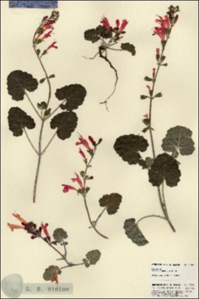 URN_catalog_HBHinton_herbarium_22769.jpg.jpg