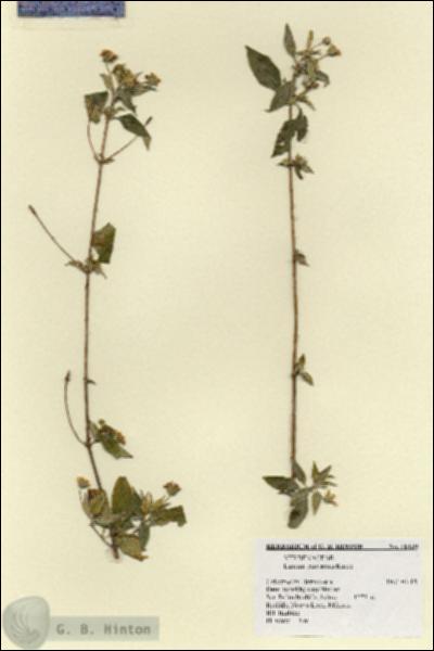 URN_catalog_HBHinton_herbarium_18139.jpg.jpg