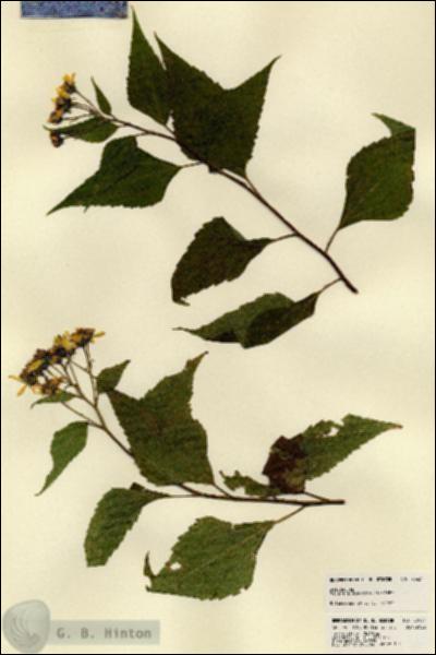 URN_catalog_HBHinton_herbarium_23431.jpg.jpg