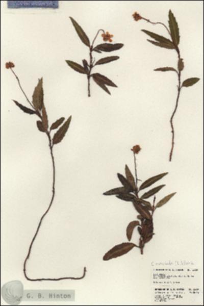 URN_catalog_HBHinton_herbarium_22929.jpg.jpg