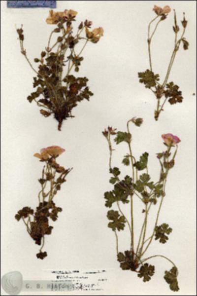 URN_catalog_HBHinton_herbarium_20990.jpg.jpg