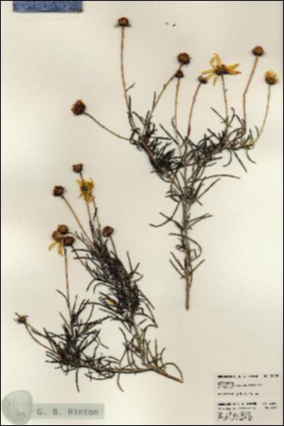 URN_catalog_HBHinton_herbarium_22998.jpg.jpg