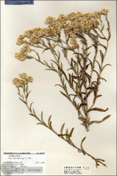 URN_catalog_HBHinton_herbarium_20749.jpg.jpg