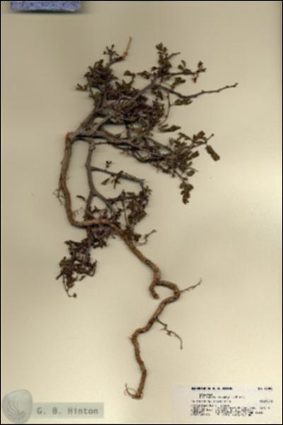 URN_catalog_HBHinton_herbarium_22028.jpg.jpg