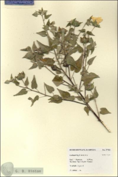URN_catalog_HBHinton_herbarium_27783.jpg.jpg