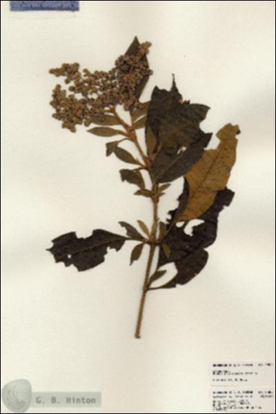 URN_catalog_HBHinton_herbarium_23802.jpg.jpg