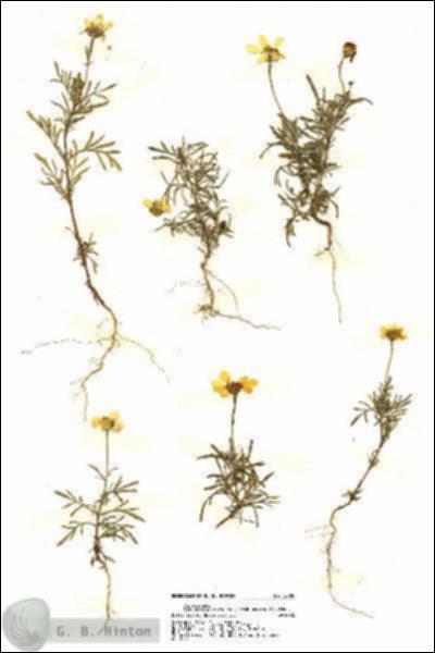 URN_catalog_HBHinton_herbarium_20087.jpg.jpg
