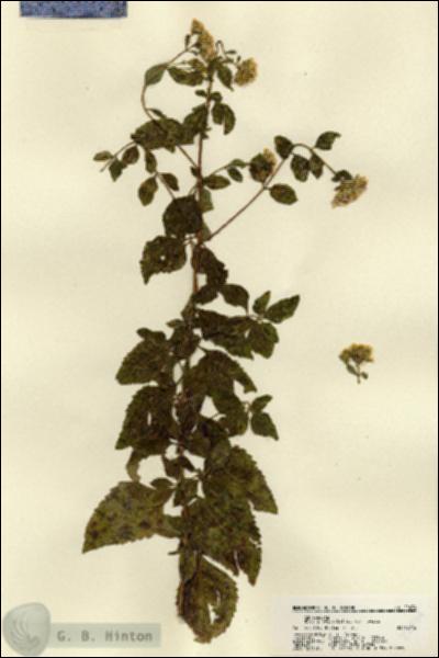 URN_catalog_HBHinton_herbarium_22474.jpg.jpg