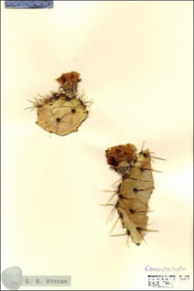 URN_catalog_HBHinton_herbarium_18836.jpg.jpg