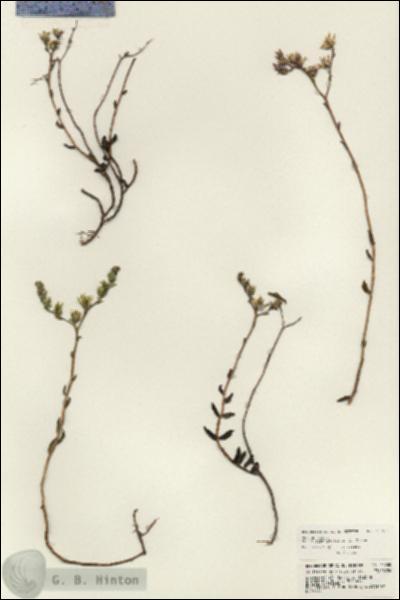 URN_catalog_HBHinton_herbarium_23768.jpg.jpg