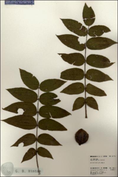 URN_catalog_HBHinton_herbarium_23418.jpg.jpg