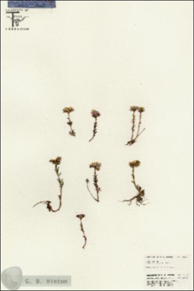 URN_catalog_HBHinton_herbarium_25586.jpg.jpg
