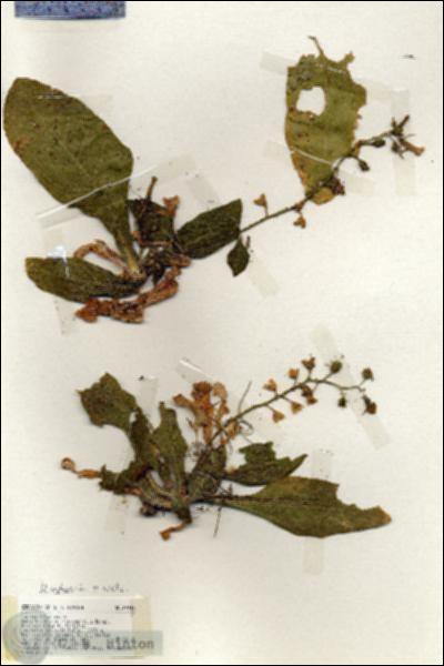 URN_catalog_HBHinton_herbarium_19346.jpg.jpg