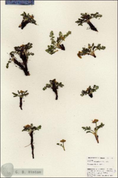 URN_catalog_HBHinton_herbarium_25334.jpg.jpg
