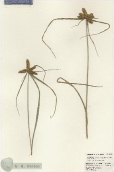 URN_catalog_HBHinton_herbarium_22922.jpg.jpg