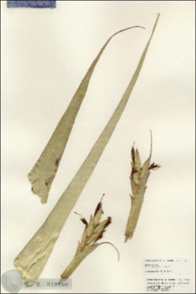 URN_catalog_HBHinton_herbarium_25188.jpg.jpg