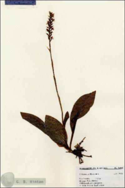 URN_catalog_HBHinton_herbarium_24800.jpg.jpg