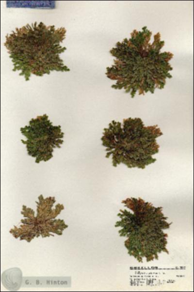 URN_catalog_HBHinton_herbarium_20932.jpg.jpg