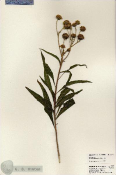 URN_catalog_HBHinton_herbarium_23777.jpg.jpg