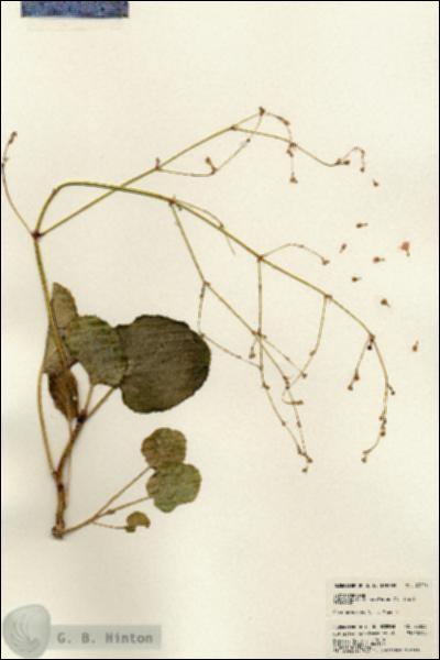 URN_catalog_HBHinton_herbarium_23556.jpg.jpg