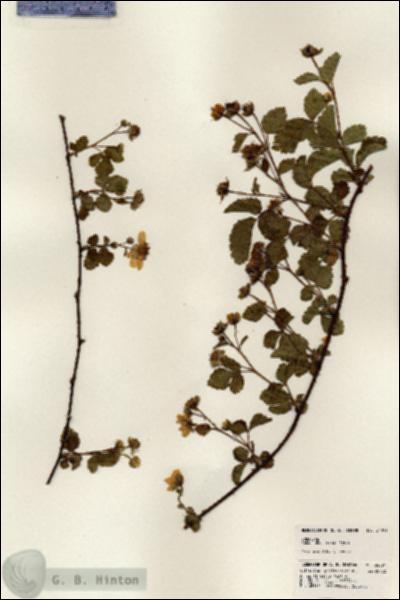 URN_catalog_HBHinton_herbarium_24091.jpg.jpg