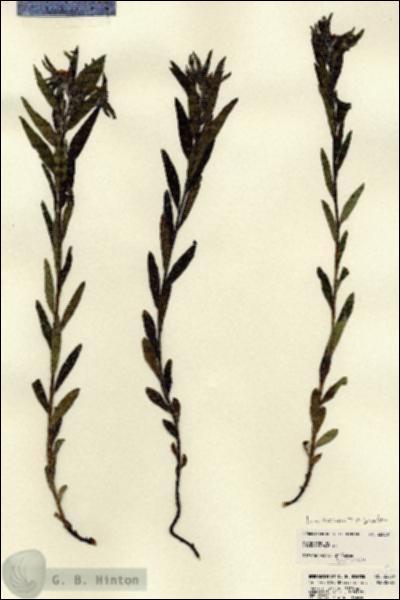 URN_catalog_HBHinton_herbarium_22830.jpg.jpg