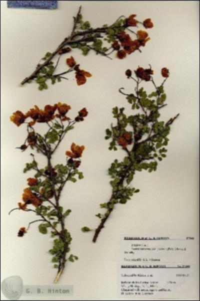 URN_catalog_HBHinton_herbarium_27368.jpg.jpg