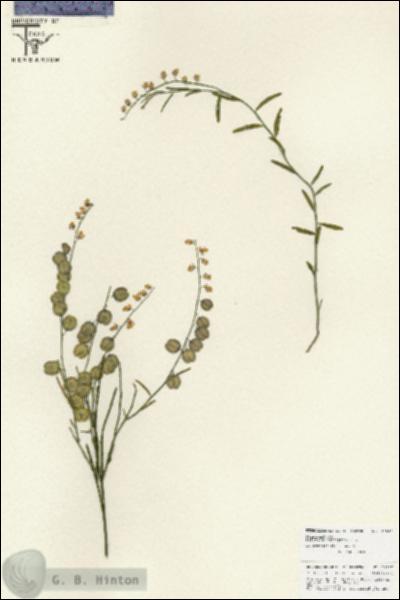 URN_catalog_HBHinton_herbarium_25867.jpg.jpg