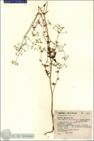 URN_catalog_HBHinton_herbarium_8797.jpg.jpg