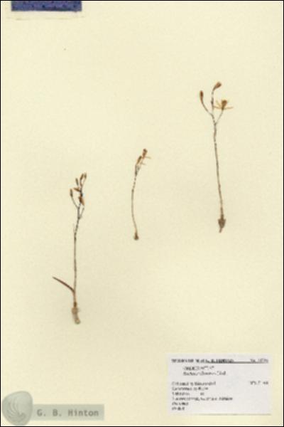 URN_catalog_HBHinton_herbarium_11724.jpg.jpg