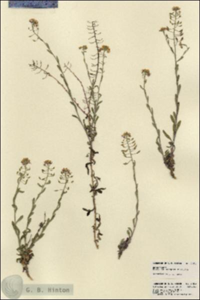 URN_catalog_HBHinton_herbarium_21852.jpg.jpg