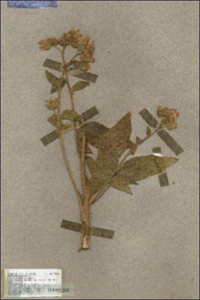 URN_catalog_HBHinton_herbarium_17885.jpg.jpg