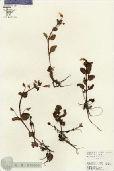 URN_catalog_HBHinton_herbarium_26536.jpg.jpg