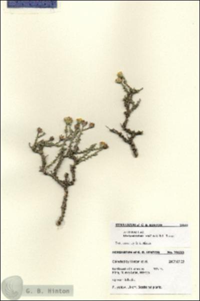 URN_catalog_HBHinton_herbarium_28633.jpg.jpg