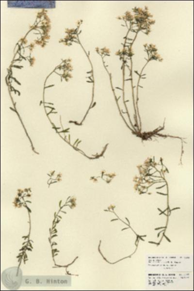 URN_catalog_HBHinton_herbarium_22455.jpg.jpg