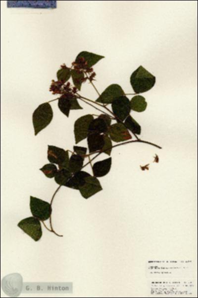 URN_catalog_HBHinton_herbarium_24886.jpg.jpg